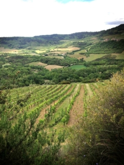 vignes